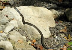 Cubophis cantherigerus