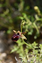 Ophrys sphegodes epirotica