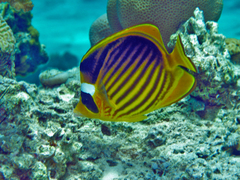 Chaetodon fasciatus