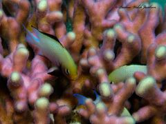 Dascyllus marginatus