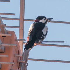 Dendrocopos major hispanus