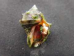 Stramonita biserialis