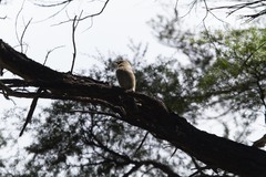 Anthornis melanura