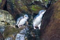 Eudyptula minor albosignata