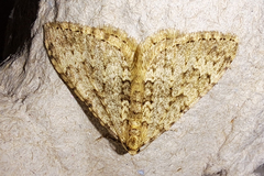Nebula ibericata