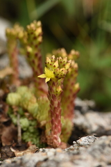 Sedum laconicum