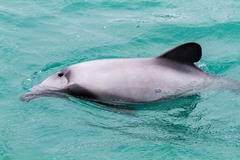 Cephalorhynchus hectori