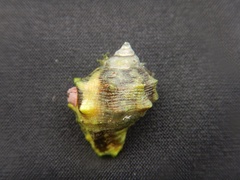 Stramonita biserialis