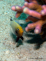 Dascyllus marginatus