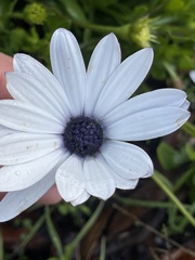 Dimorphotheca ecklonis