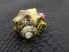 Stramonita biserialis