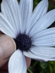 Dimorphotheca ecklonis