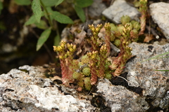 Sedum laconicum