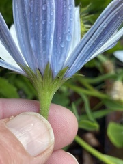 Dimorphotheca ecklonis