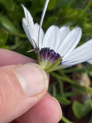 Dimorphotheca ecklonis