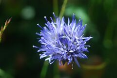 Jasione