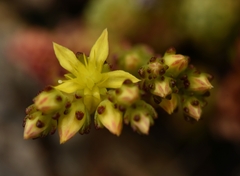 Sedum laconicum