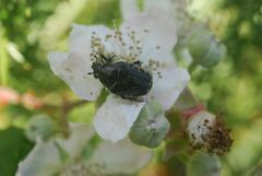 Oxythyrea