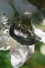 Oxythyrea