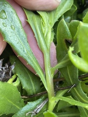Dimorphotheca ecklonis