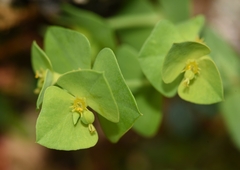 Euphorbia taurinensis
