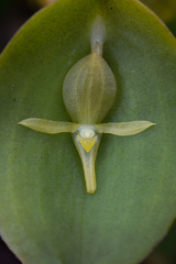 Pleurothallis apopsis