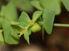 Euphorbia taurinensis