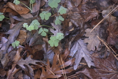 Oxalis violacea