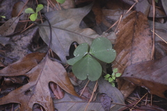 Oxalis violacea
