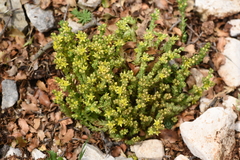 Sedum laconicum