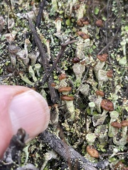 Cladonia cariosa
