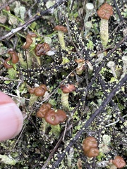 Cladonia cariosa