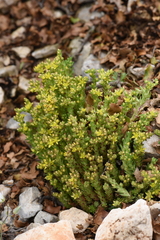 Sedum laconicum