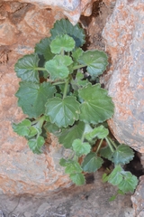 Lafuentea rotundifolia