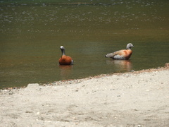 Chloephaga poliocephala