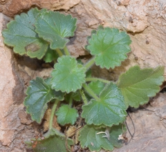 Lafuentea rotundifolia
