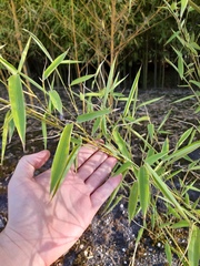 Bambusoideae