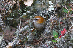 Hellmayrea gularis