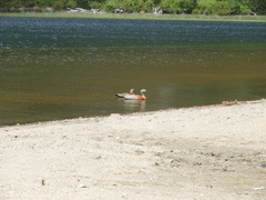 Chloephaga poliocephala