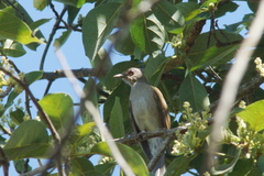 Turdus leucomelas