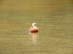 Chloephaga poliocephala