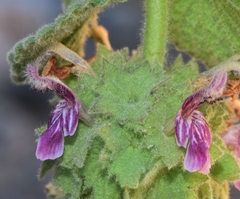 Pseudodictamnus hirsutus