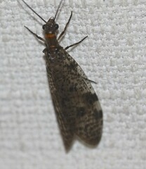 Archichauliodes guttiferus