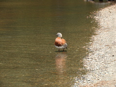 Chloephaga poliocephala