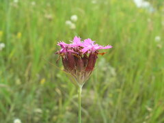 Dianthus andrzejowskianus