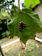 Lycorea halia atergatis