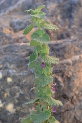 Pseudodictamnus hirsutus