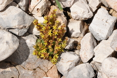 Sedum laconicum