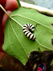 Lycorea halia atergatis