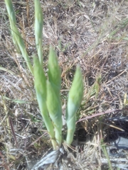 Chloraea membranacea